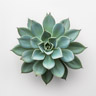 Agave