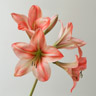 Amaryllis