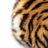 Tierische Noten