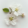 Apfelblüte