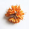 Ashoka-Blume