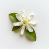 Bergamotte-Blüte