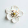 Brombeerblüte