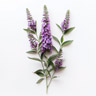 Buddleja