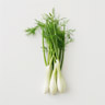 Fenchel