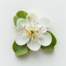 Guavenblüte