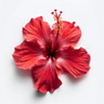 Hibiskus