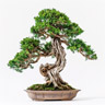 Hinoki Holz