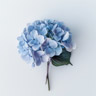 Hortensie