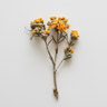 Immortelle