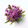 Jatamansi oder Spikenard