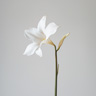 Dame der Nacht Blume