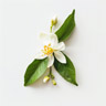 Zitronenblüte