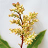 Mangoblüte