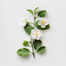 Falscher Jasmin