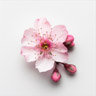 Nektarinenblüte