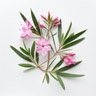 Oleander