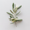 Olivenblüte
