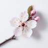 Obstgartenblüte