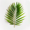 Palmblatt