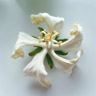 Papayablüte