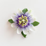 Passionsblume