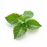 Patchouli (Grün)