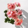 Pelargonie