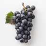 Pinot Noir Trauben