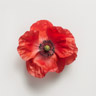 Mohn