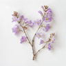 Blauglockenbaum (Paulownia)