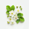 Himbeerblüte