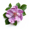 Japanische Rose (Hamanasu)