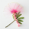 Seidenakazienblüte