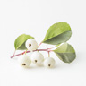 Schneebeere
