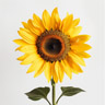 Sonnenblume