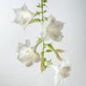 Tabakblüte