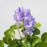 Wasserhyazinthe