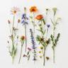 Wildblumen